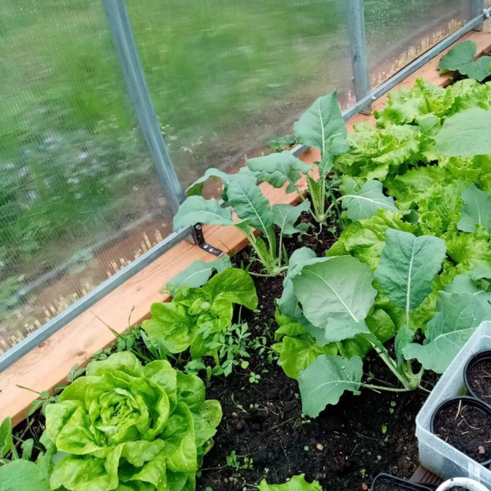 Serre de Jardin Polycarbonate - La Tradi