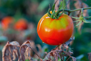 Changement climatique et culture de tomates : comment s’adapter ?