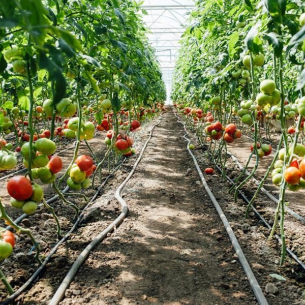 16 Connecteurs T Irrigation Goutte à Goutte - Raccord Rapide Double Joint Arrosage Jardin Potager Serre